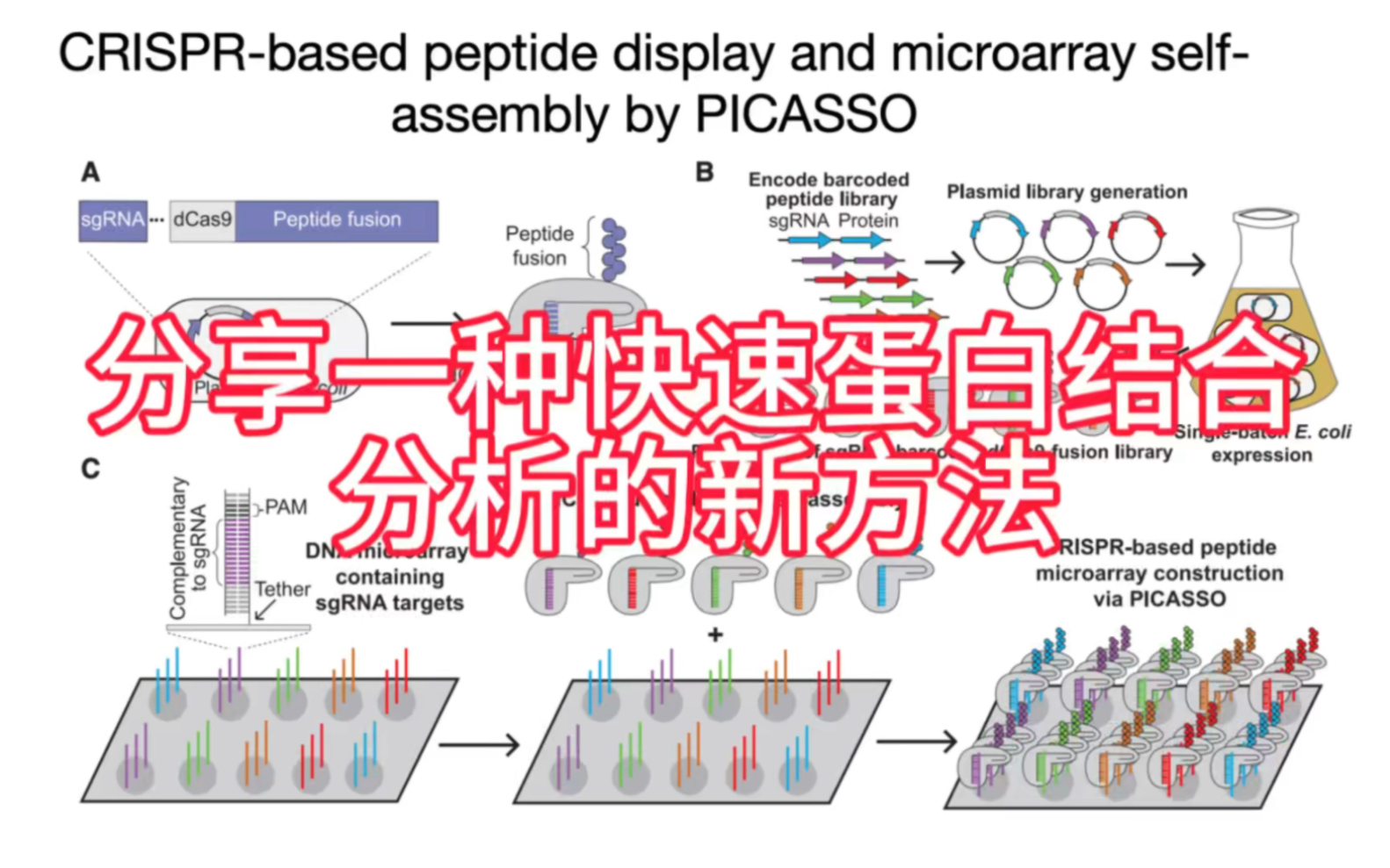 分享一种基于cas9蛋白的高通量结合分析新方法哔哩哔哩bilibili