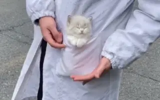 熟睡的猫 搜索结果 哔哩哔哩 Bilibili