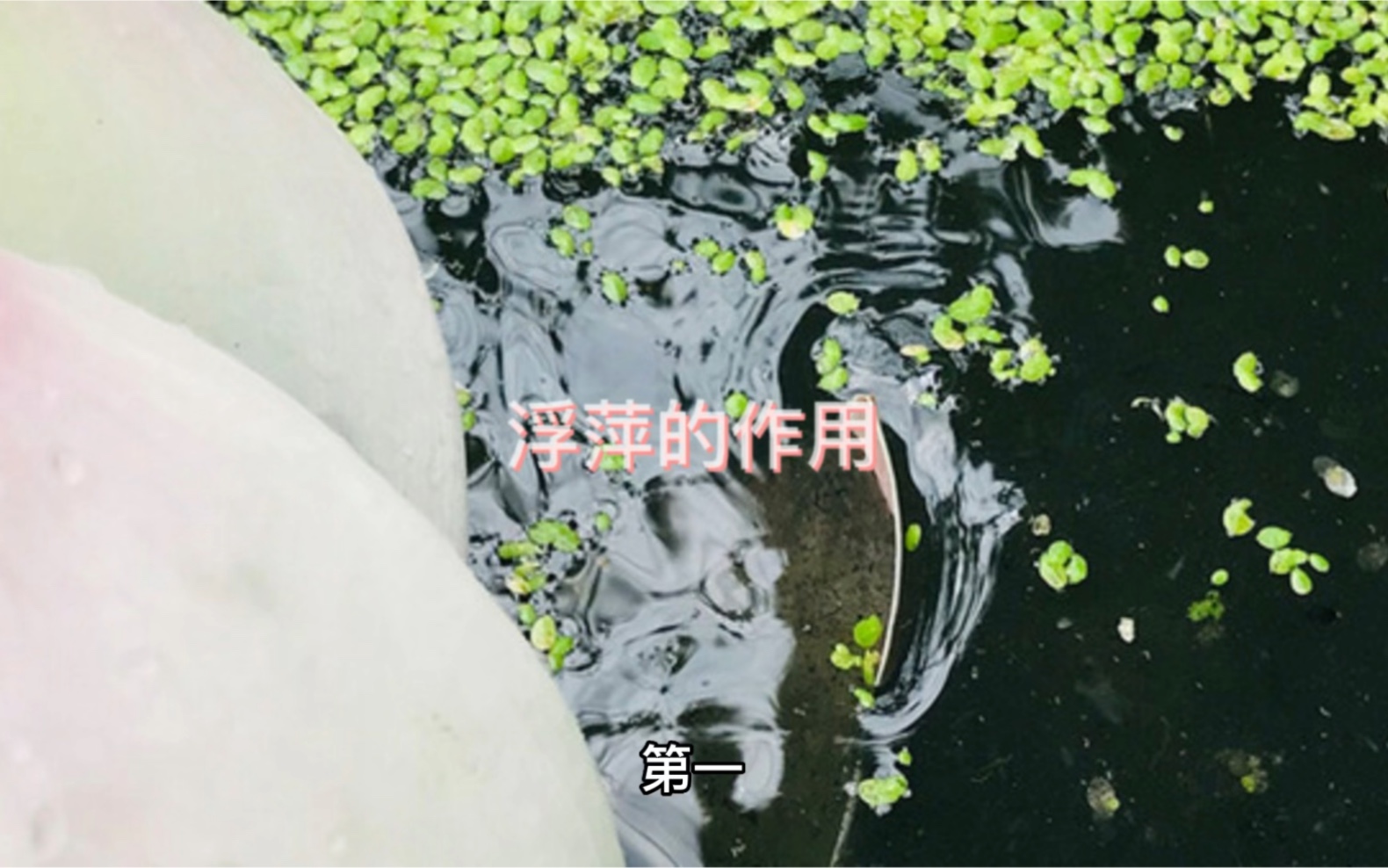 浮萍的作用哔哩哔哩bilibili