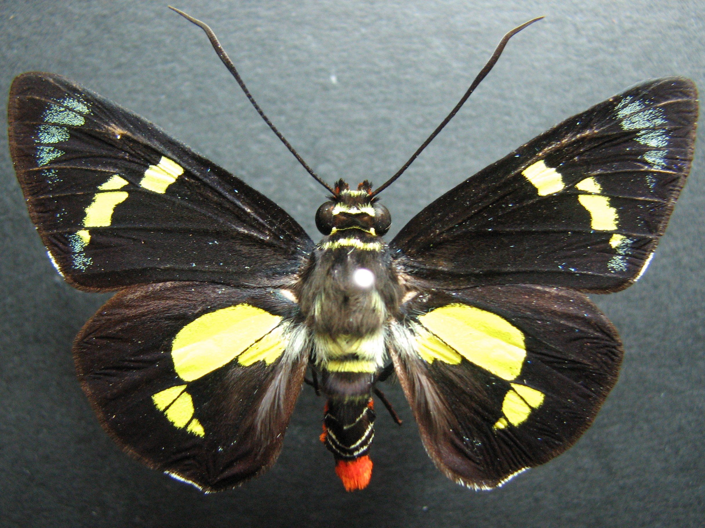 每天认识一种昆虫 鳞翅目 黄斑黑弄蝶 euschemon rafflesia