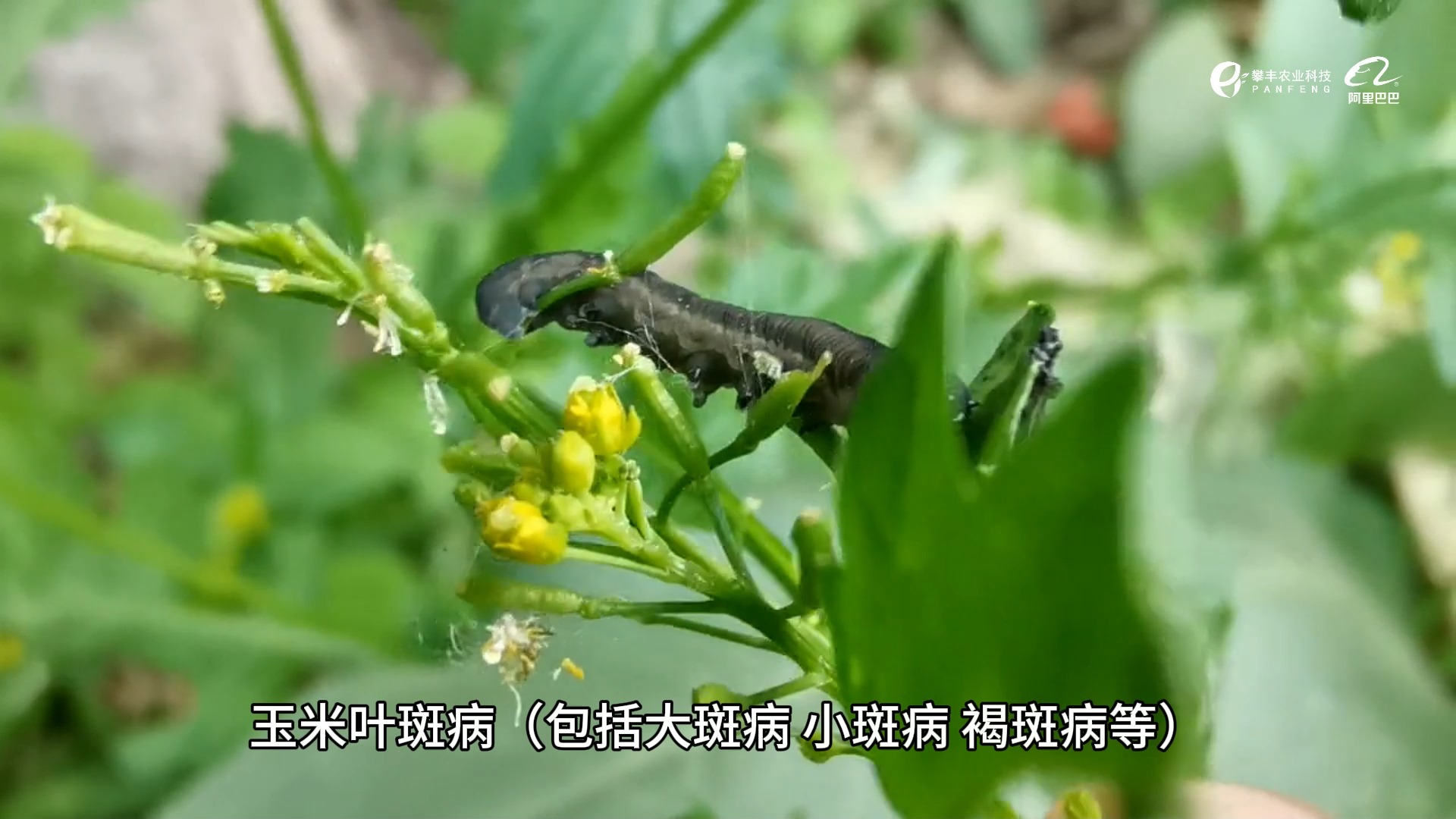 夏季农作物易发生病虫害,需要什么农药防治.杭州攀丰农化外贸哔哩哔哩bilibili