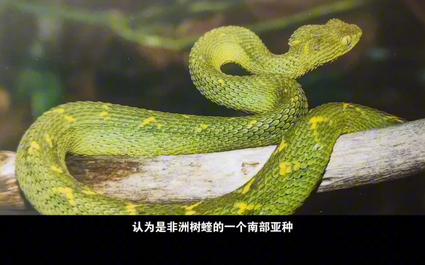 (完结篇)【捌】非洲绚丽毒蛇家族:树蝰属——非洲树蝰,伦圭树蝰和