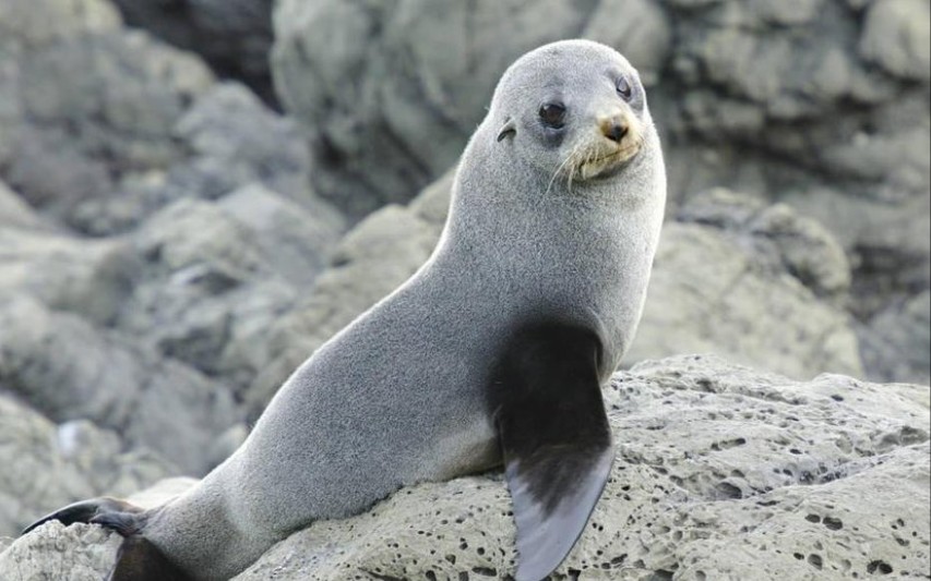 海狗拍手,没有海豹_哔哩哔哩_bilibili