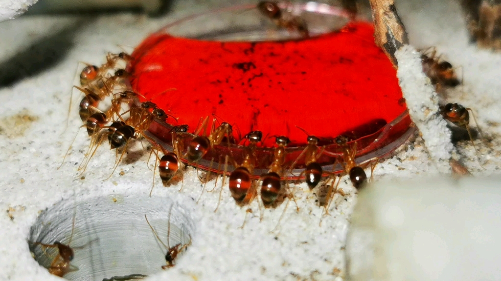 蜜罐蚁喂食