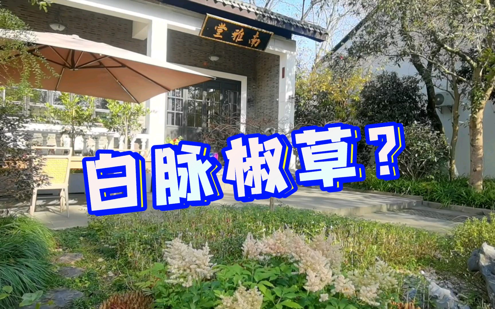 白脉椒草?地栽?一大片?哔哩哔哩bilibili