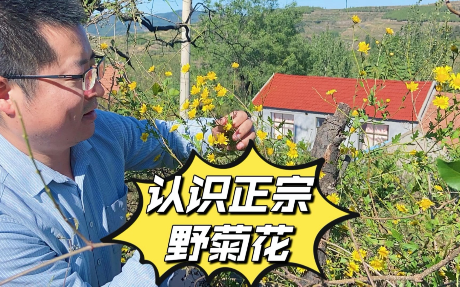 [图]它才是正宗的野菊花，不要采错喝错哟！#药用植物 #新农村计划2022 #我的乡村生活 #秋天 #三农