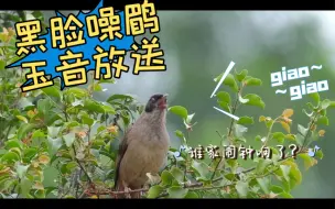 Download Video: 是你家闹钟响了吗？黑脸噪鹛原声GiaoGiao玉音放送