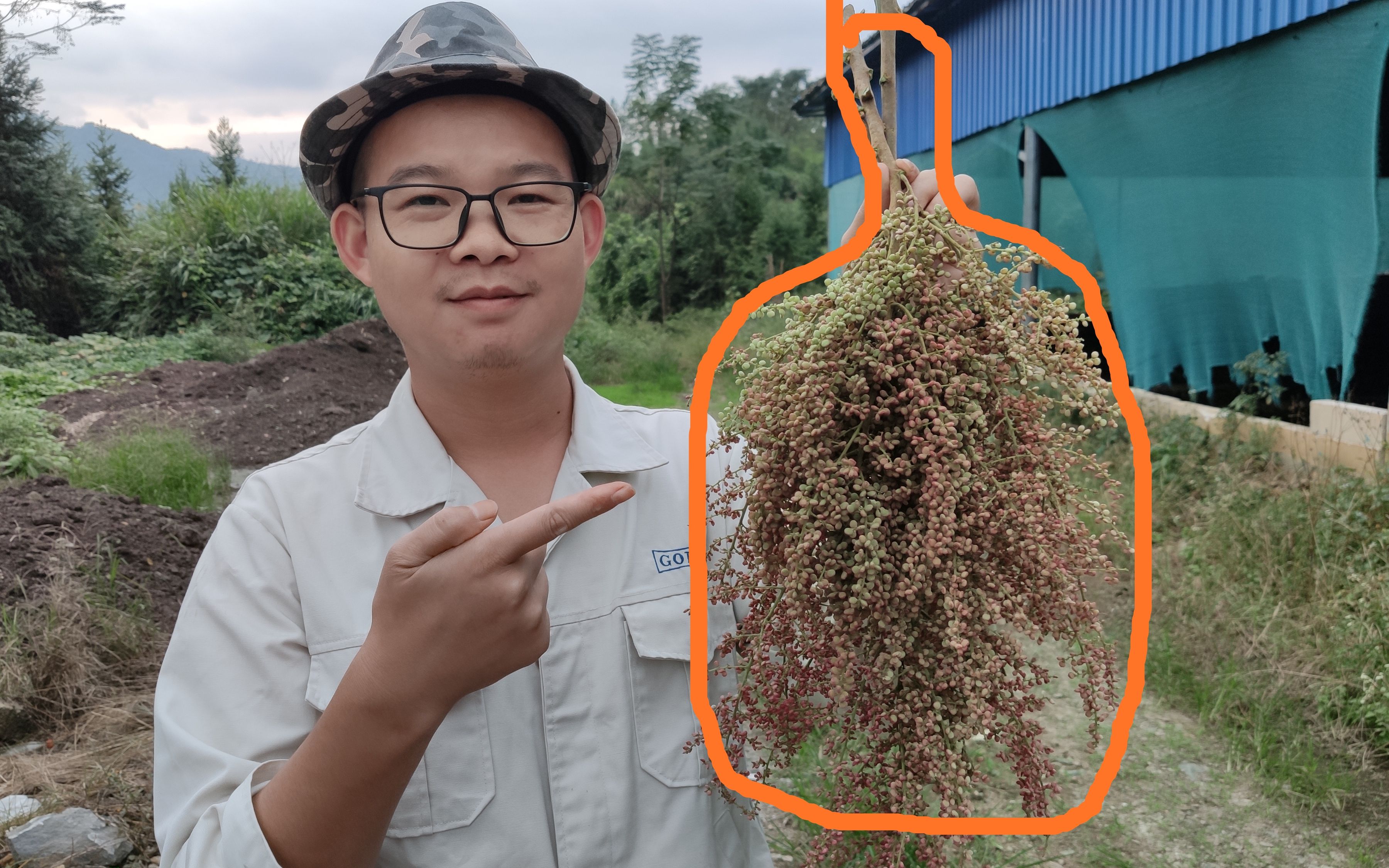 木盐树与漆树十分相似,误食风险很大,认清3点可有效区分它们