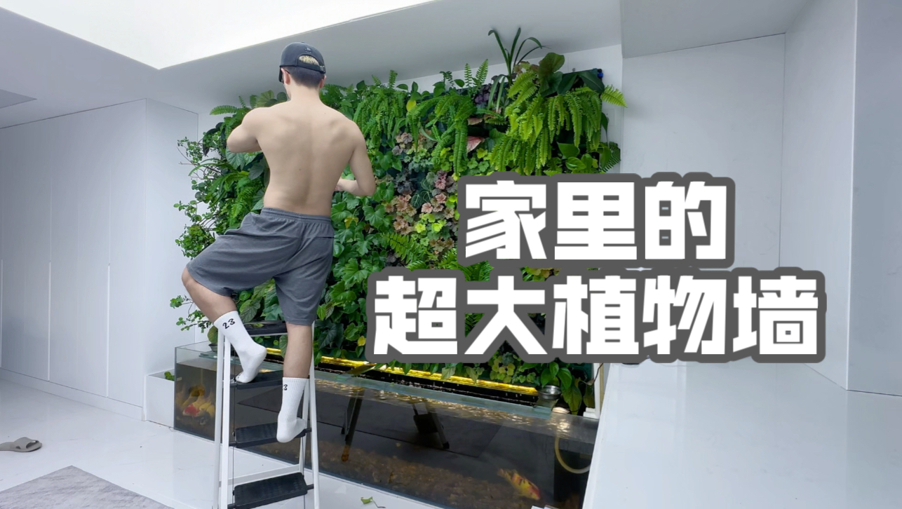 家里的超大植物墙哔哩哔哩bilibili