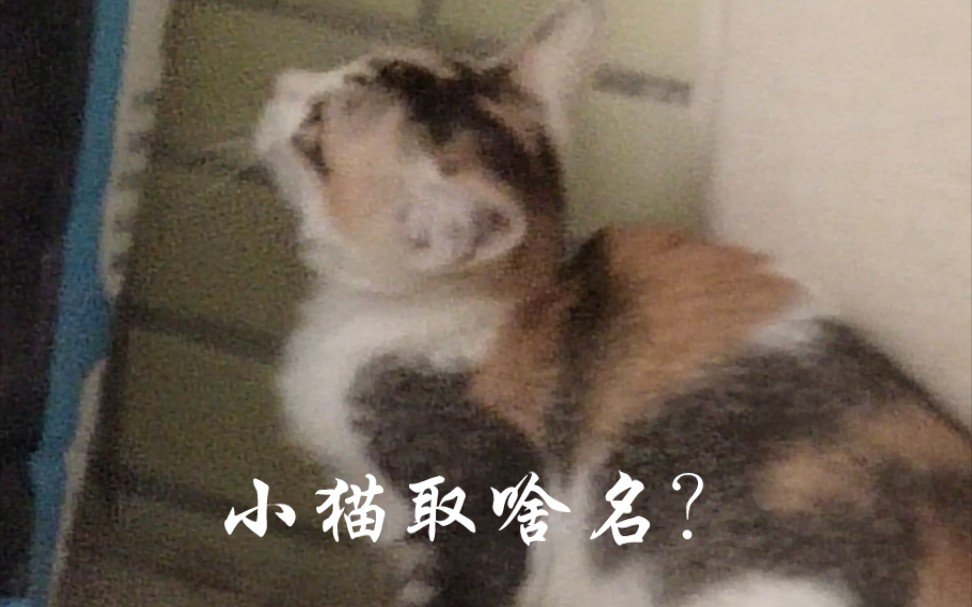 小猫取啥名?哔哩哔哩bilibili