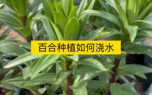 百合种植如何浇水？