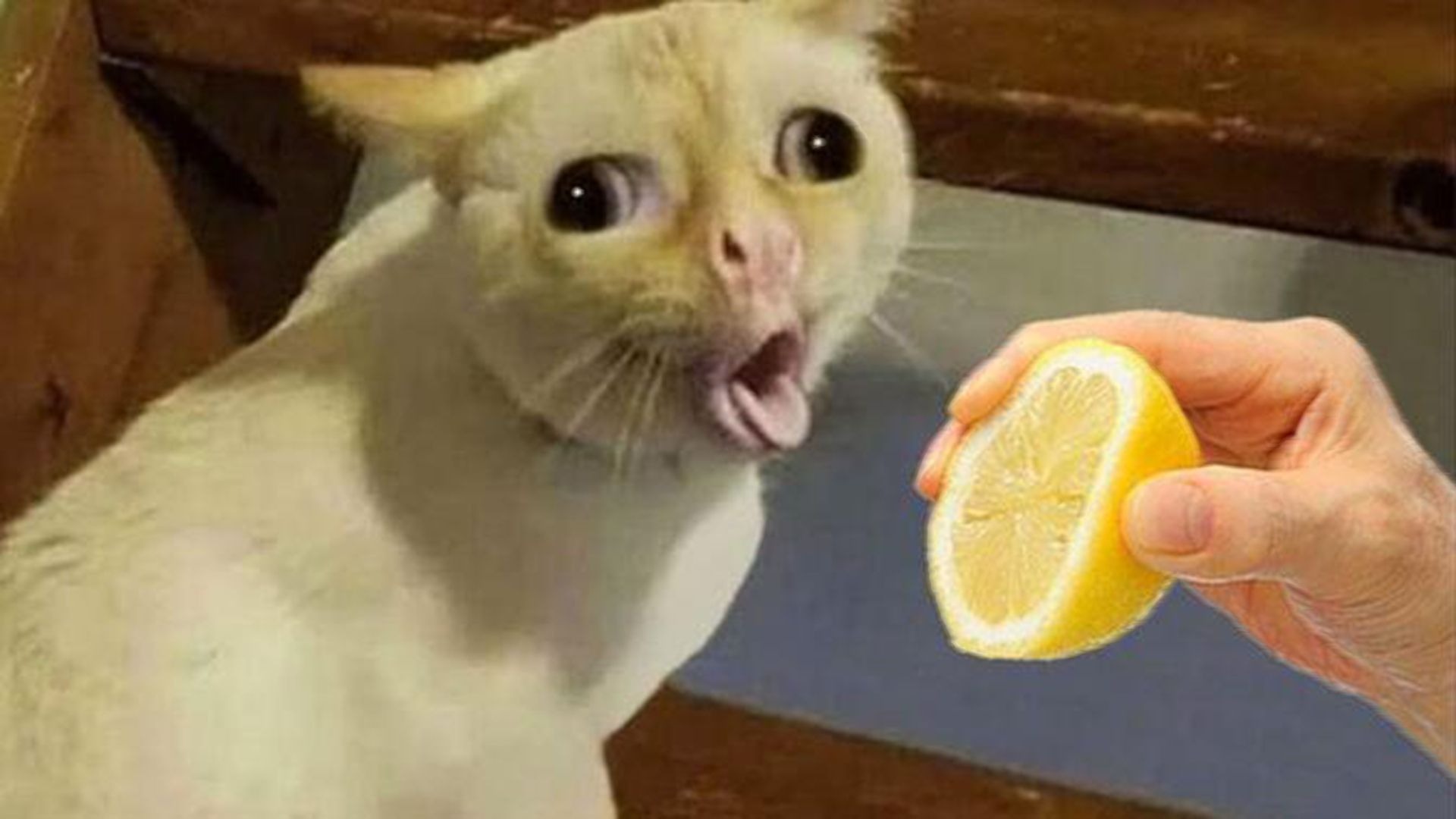 小萌宠们酸柠檬挑战,个个秒变表情包!魔性反应笑到停不下来!