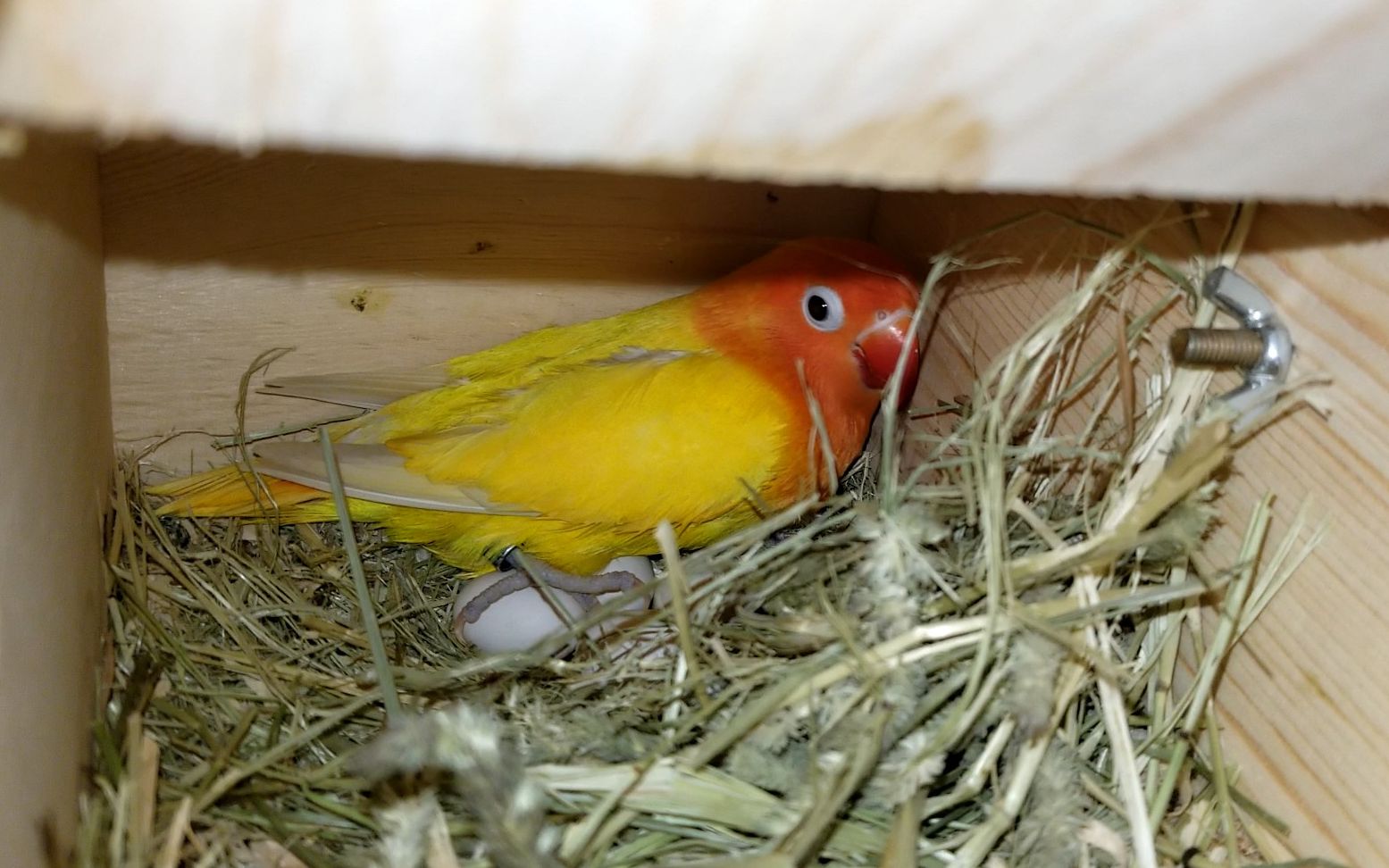 花700元买的两窝鸟终于下蛋了,可惜一窝赶上过年,一窝赶上十五