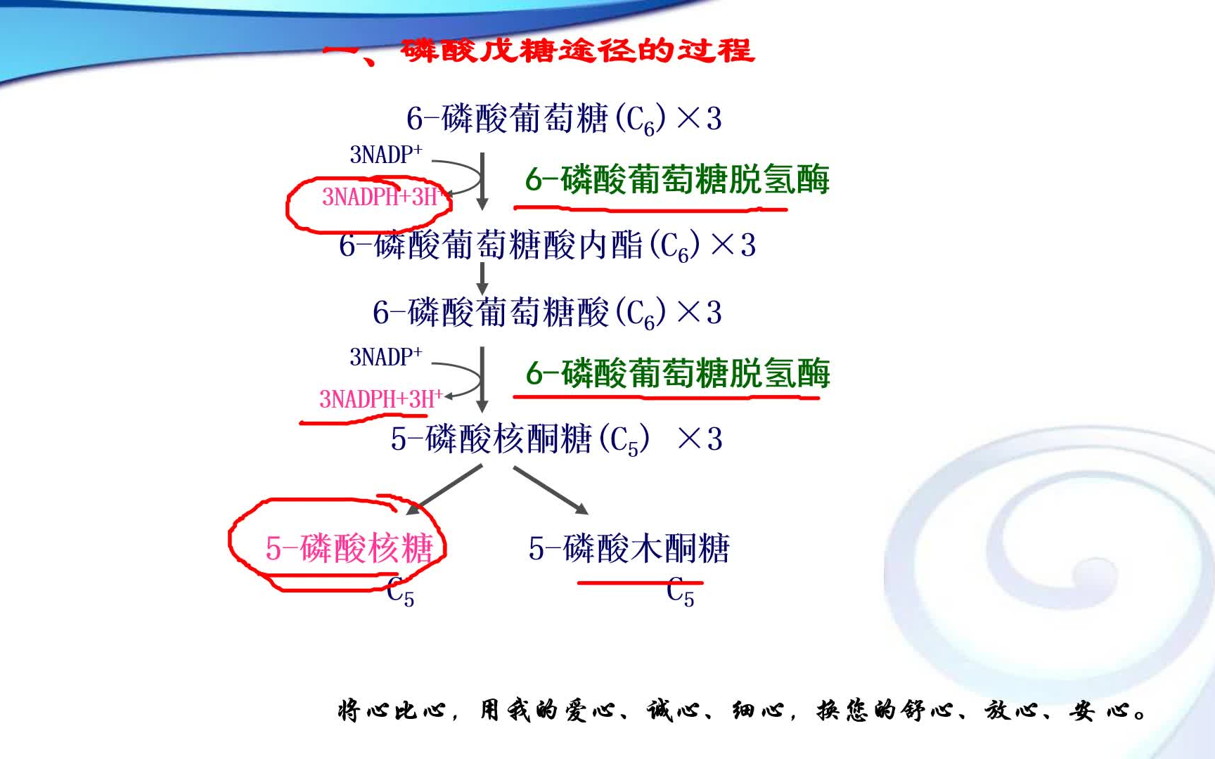 生物化學糖的有氧氧化以及糖異生