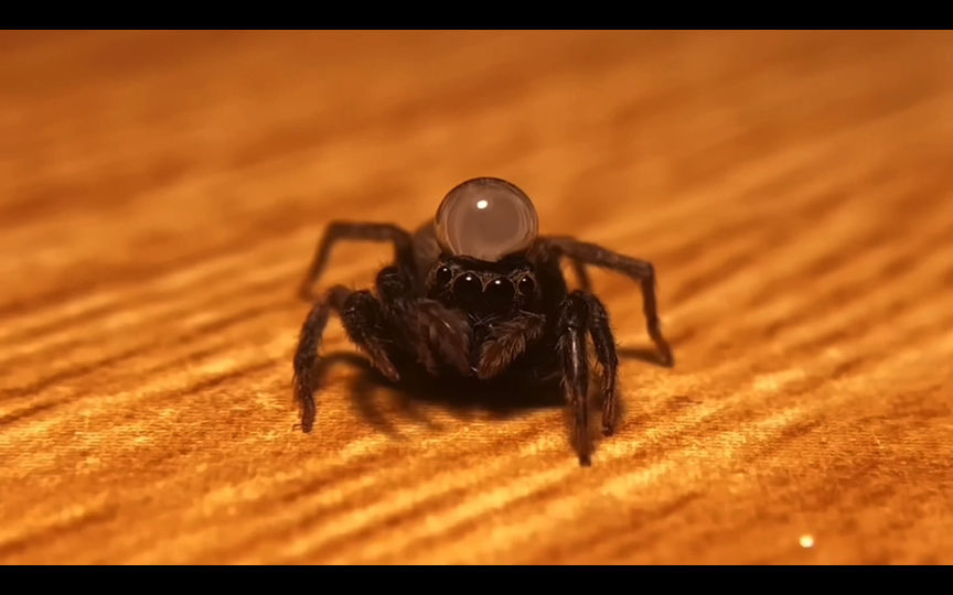 真实版小跳蛛lucas～周末愉快呀