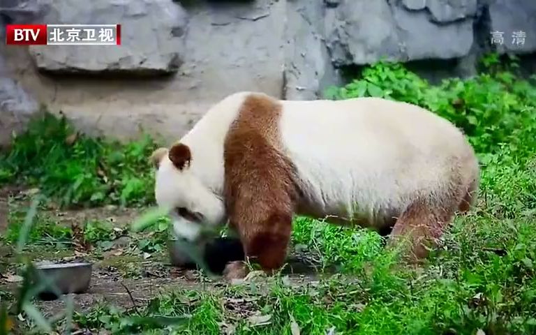 棕色大熊猫简直是国宝中的国宝,细心的被人照顾着丨熊猫奇缘哔哩哔哩bilibili