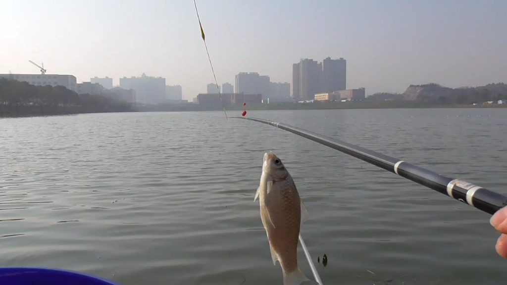 武汉天元新红虫风暴野钓饵料测评,钓了个心烦意乱哔哩哔哩bilibili