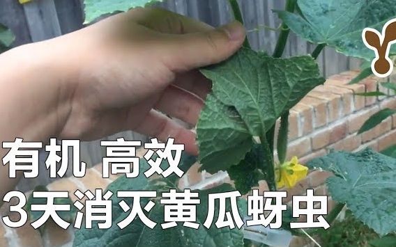 消灭黄瓜叶背的小虫子:蚜虫的有机防治方法哔哩哔哩bilibili