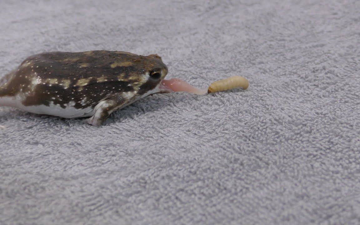 【馒头蛙】不会吃饭的蛙崽