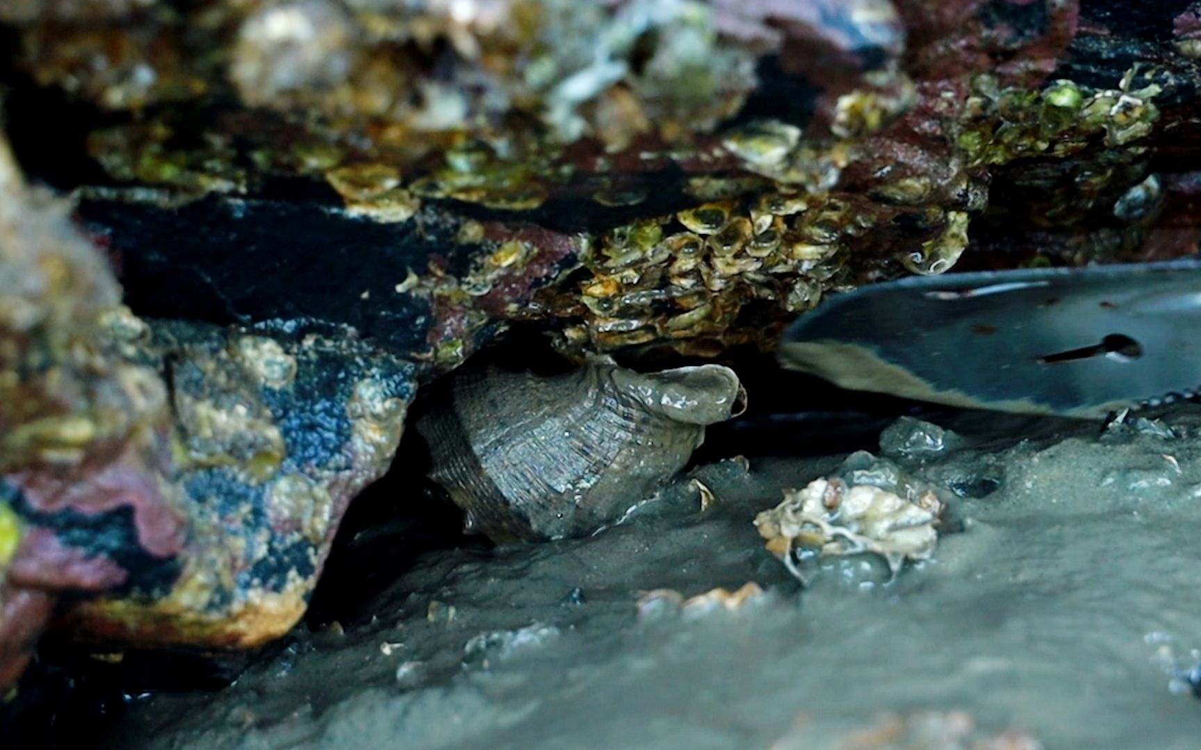 纹铭赶海:这知识,都学咋了啊,差点就信了,象拔蚌既然还有这么大的劲