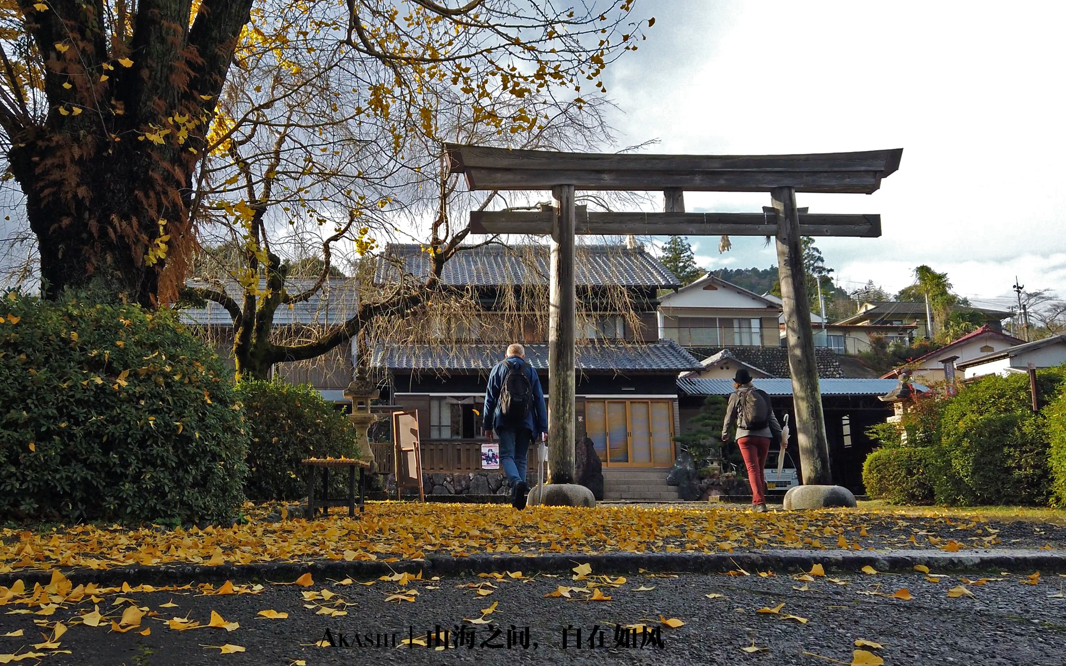 熊野古道d3|大斋原银杏树落叶