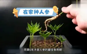 价值几百的人参，自己在家就可以种，以后等长成熟了煲汤