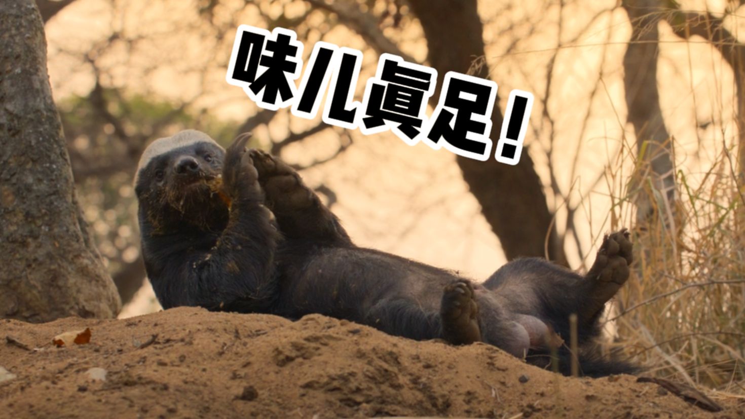 【动物解说】我爷说平头哥是个人物