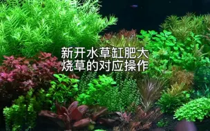 Tải video: 新开水草缸肥大烧草的对应操作