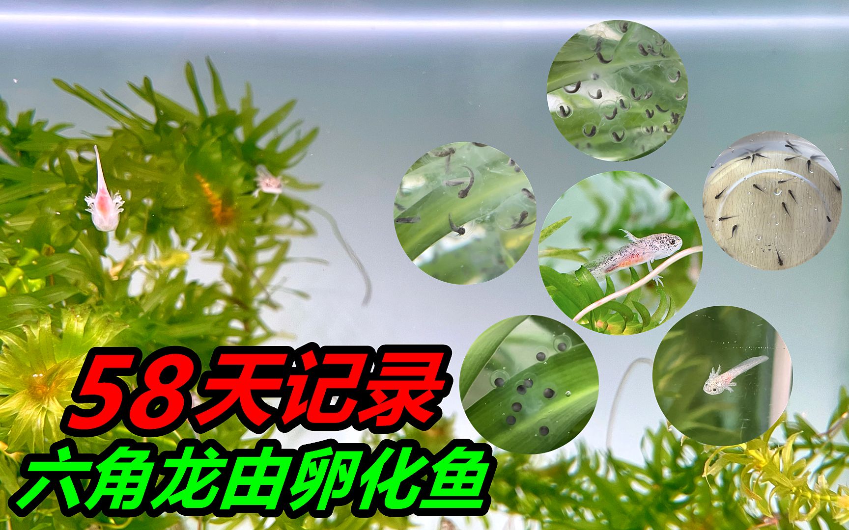 用了58天时间,将几百颗小小的鱼卵,养成了可爱的六角恐龙鱼