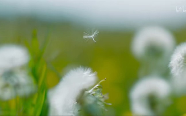 [图]绿色星球Ⅱ