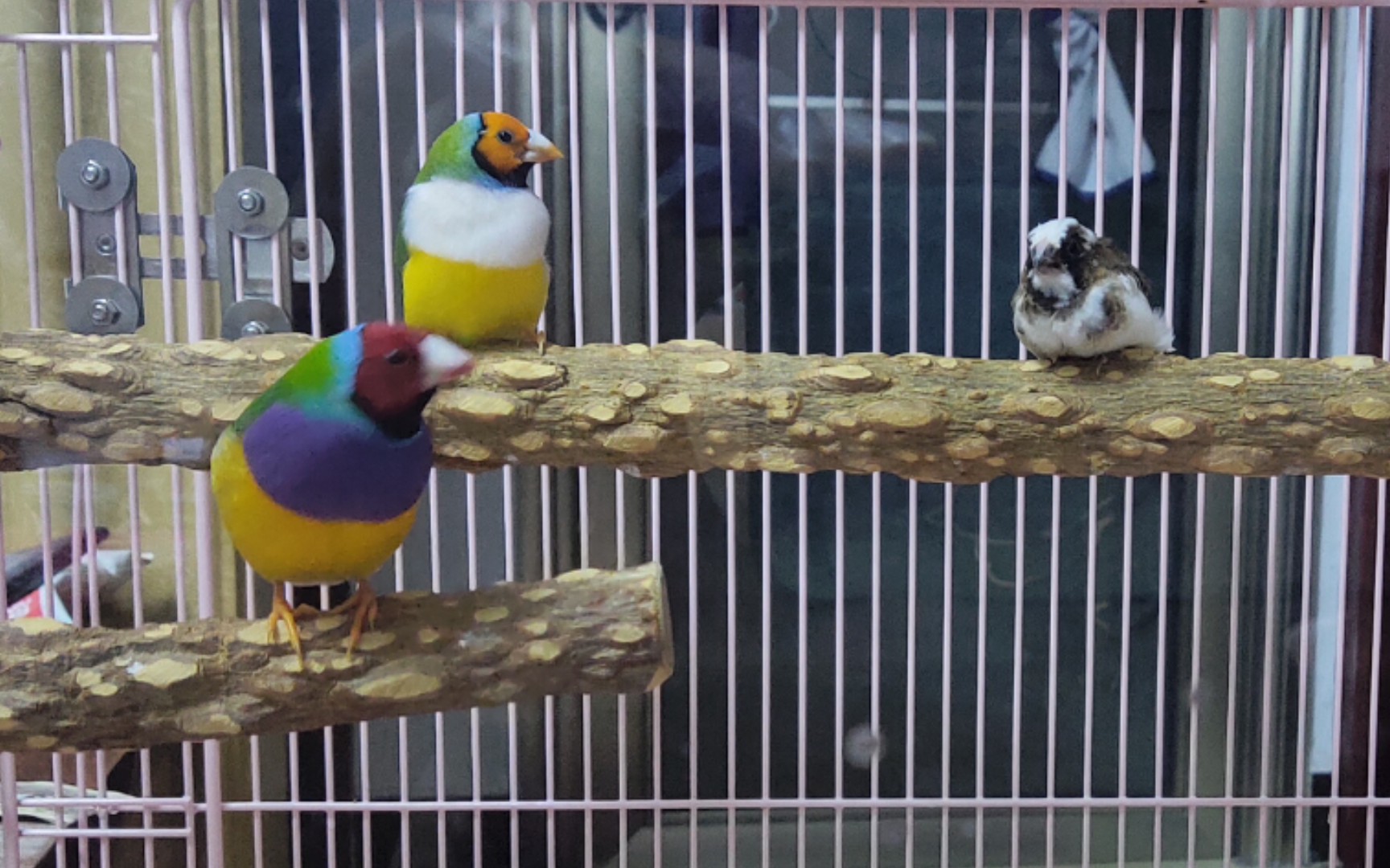 【七彩文鸟&十姐妹】放风啦排好队一个一个来_哔哩哔哩_bilibili