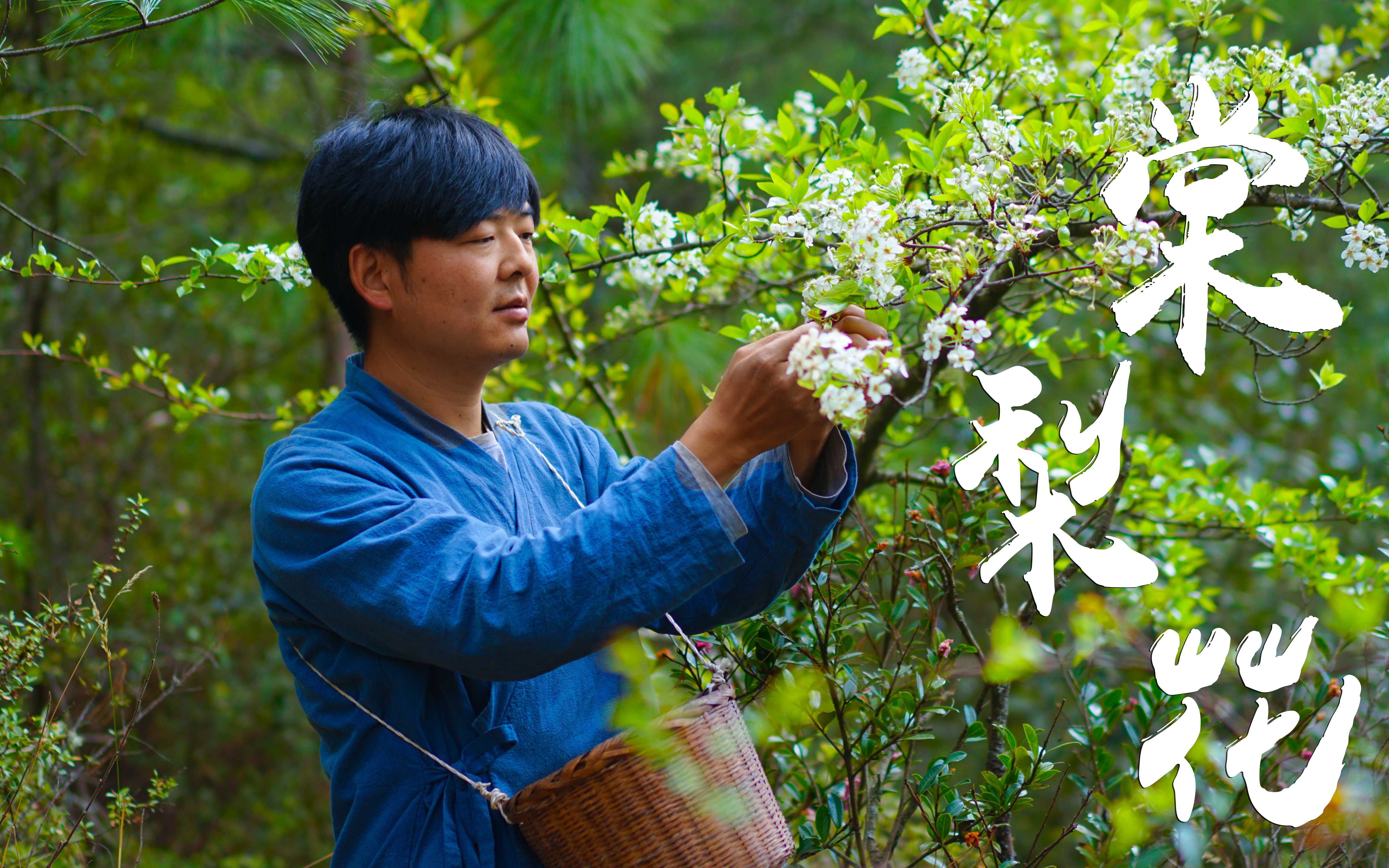 [图]棠梨花开，摘一篮子，做一碗棠梨花粑粑