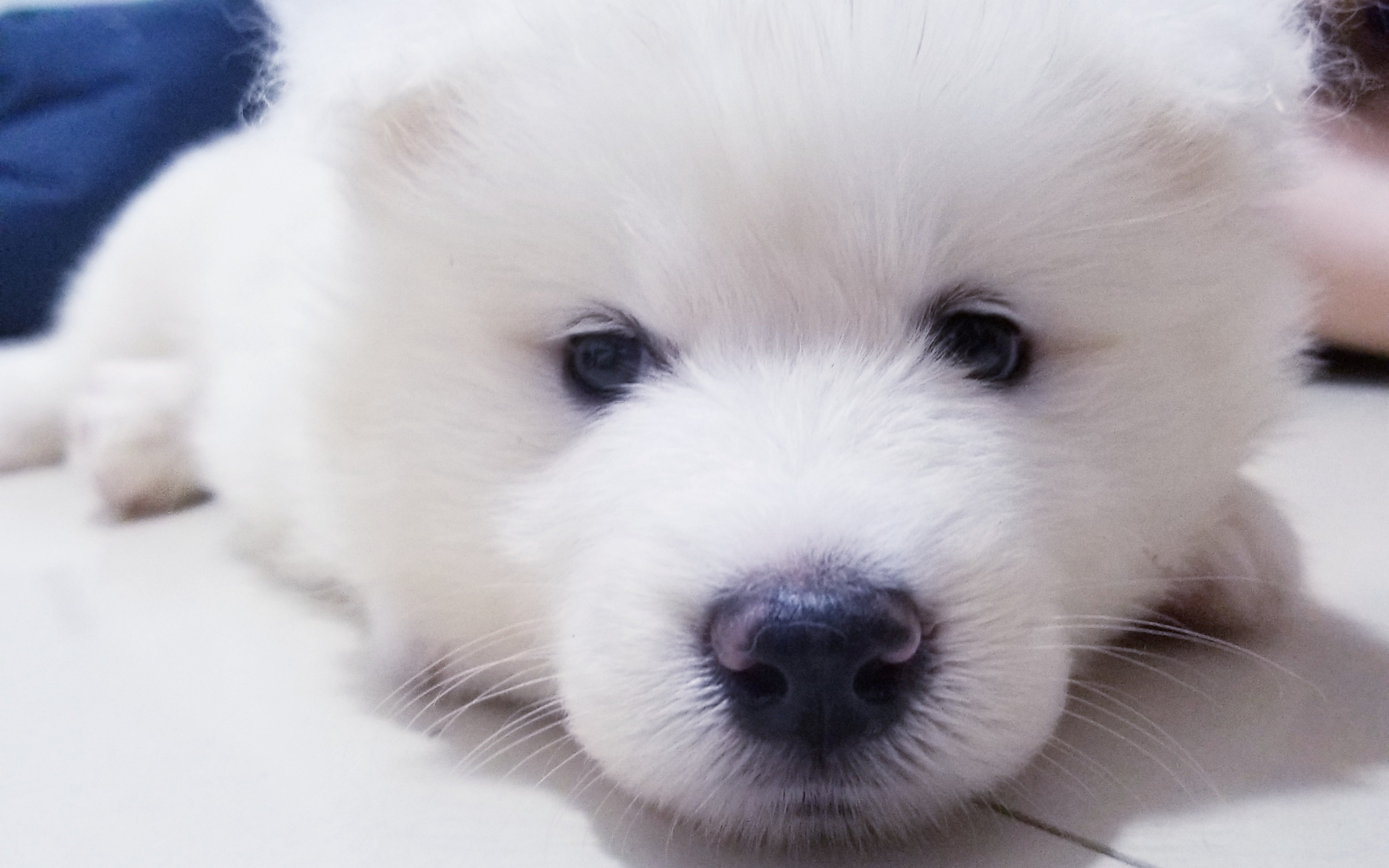 【雪橇三傻】小火龙一年进化成火恐龙之路