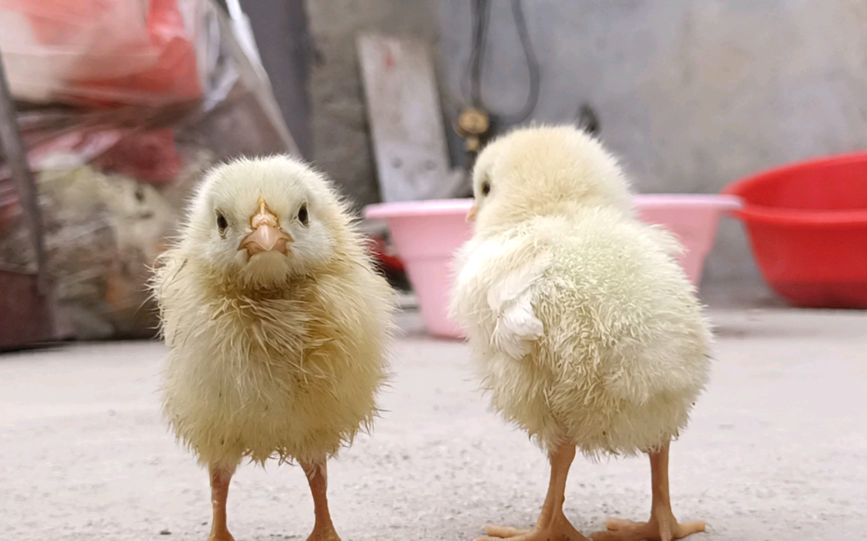 小黄鸡:听说我是买香肠送的