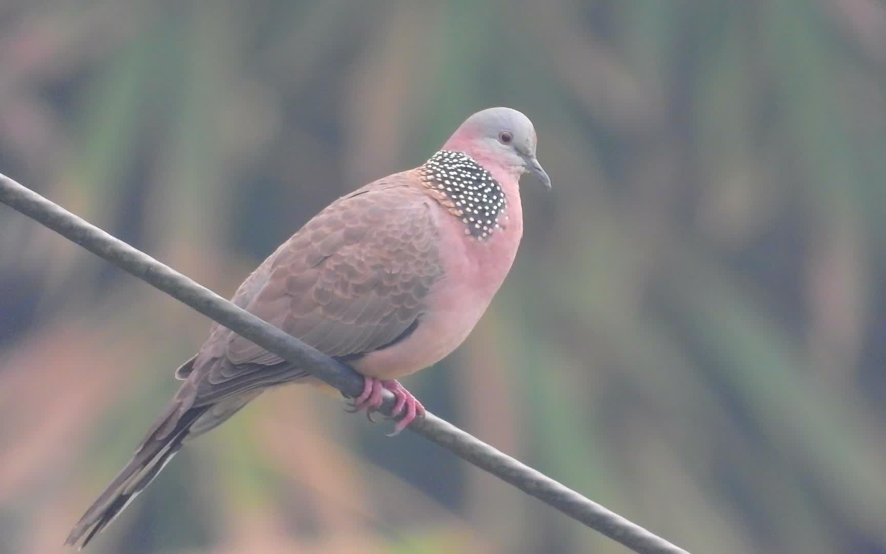 好聽的鳥叫聲,電線上的珠頸斑鳩叫聲_嗶哩嗶哩 (゜-゜)つロ 乾杯