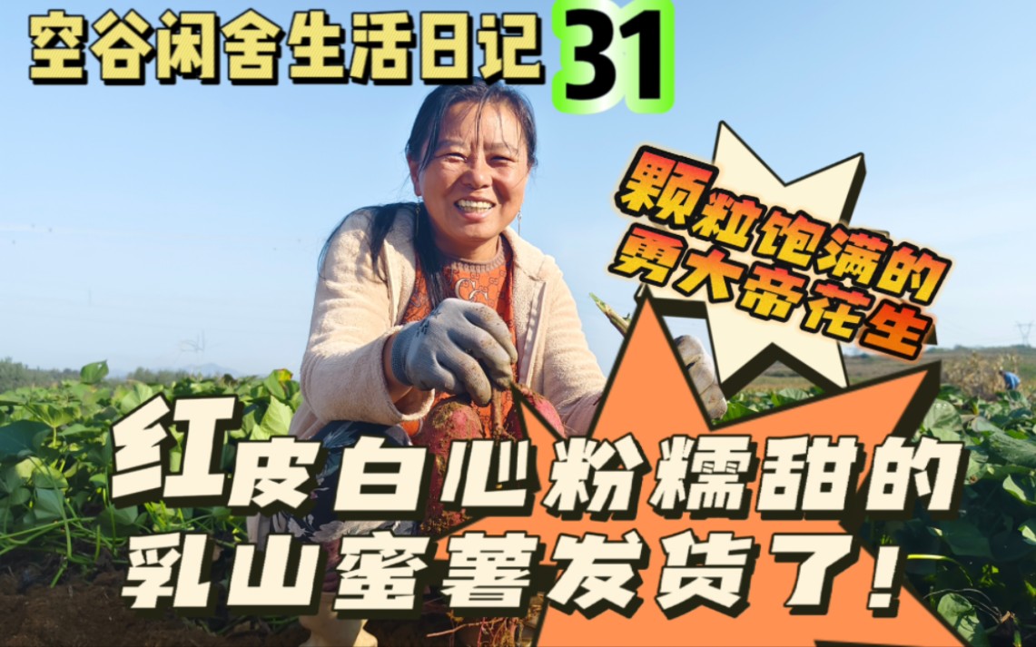 空谷闲舍生活日记31:红皮白心粉糯甜的乳山蜜薯和颗粒饱满的勇大帝花生!胶东农村生活|乡村土特产|山东特色农产品|社会主义新农村哔哩哔哩bilibili