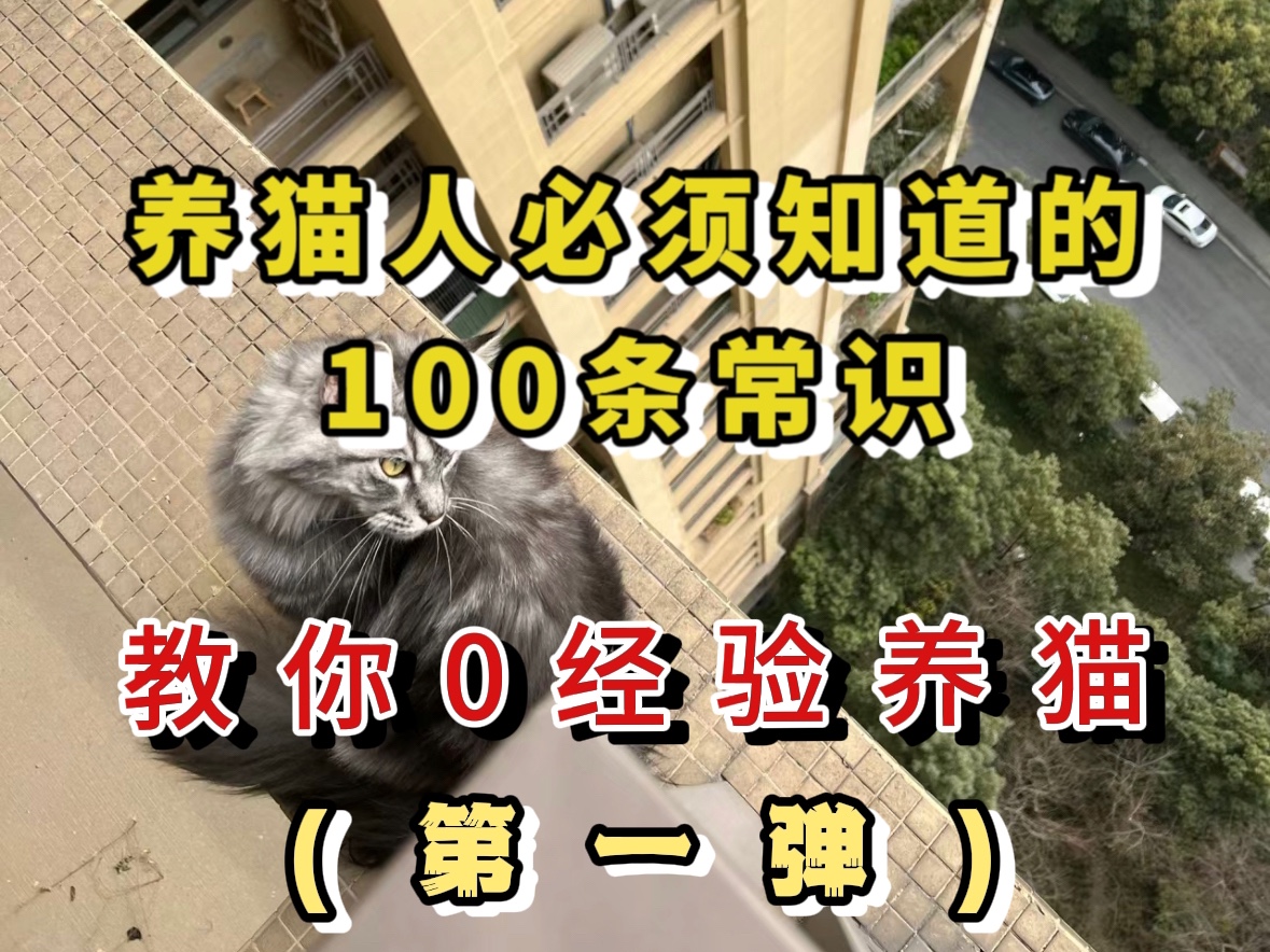 养猫人必看的100条常识⚠️不知道还想怎么养好猫#新手养猫#科学养猫 #养猫人#萌宠出道计划 #养猫经验哔哩哔哩bilibili