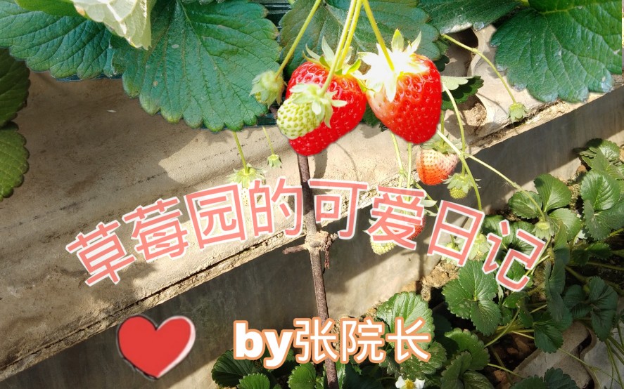 草莓园的可爱日记♡哔哩哔哩bilibili