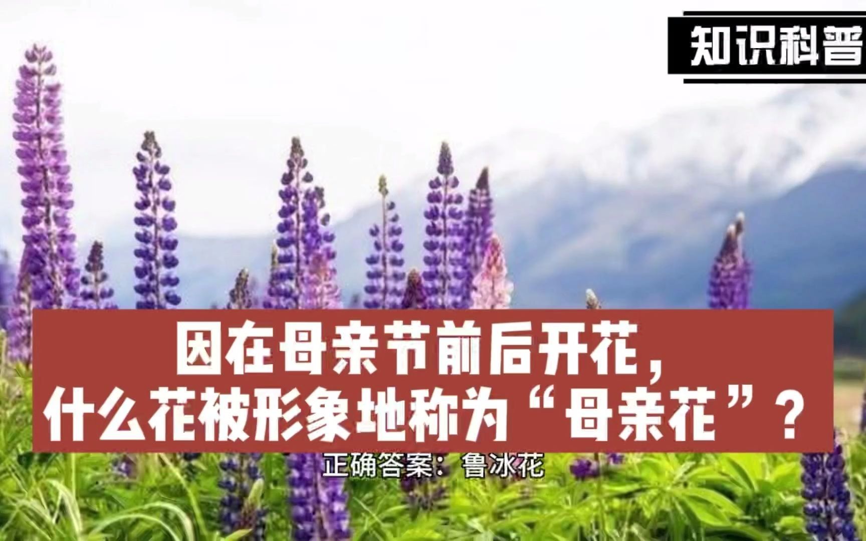 [图]因在母亲节前后开花，什么花被形象地称为“母亲花”？