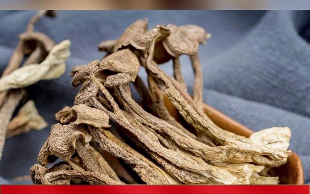 干货鹿茸菇的价格多少钱一斤?