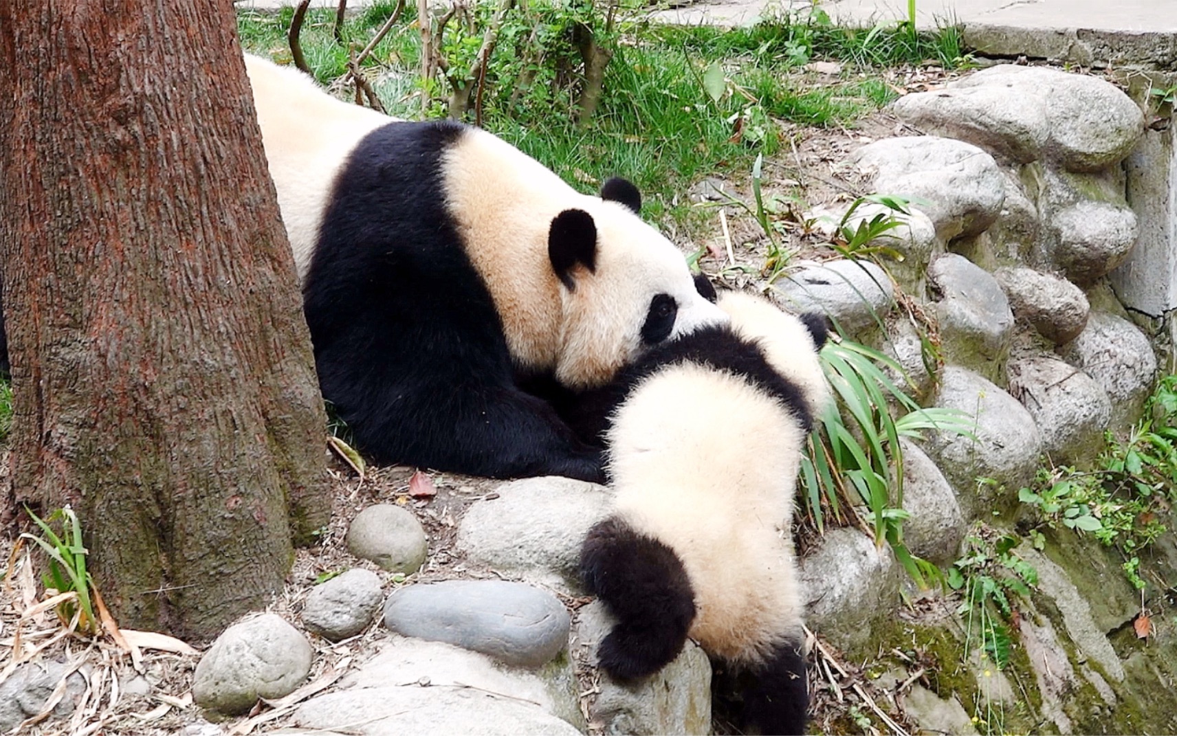 [图]雅莉推雅颂下沟