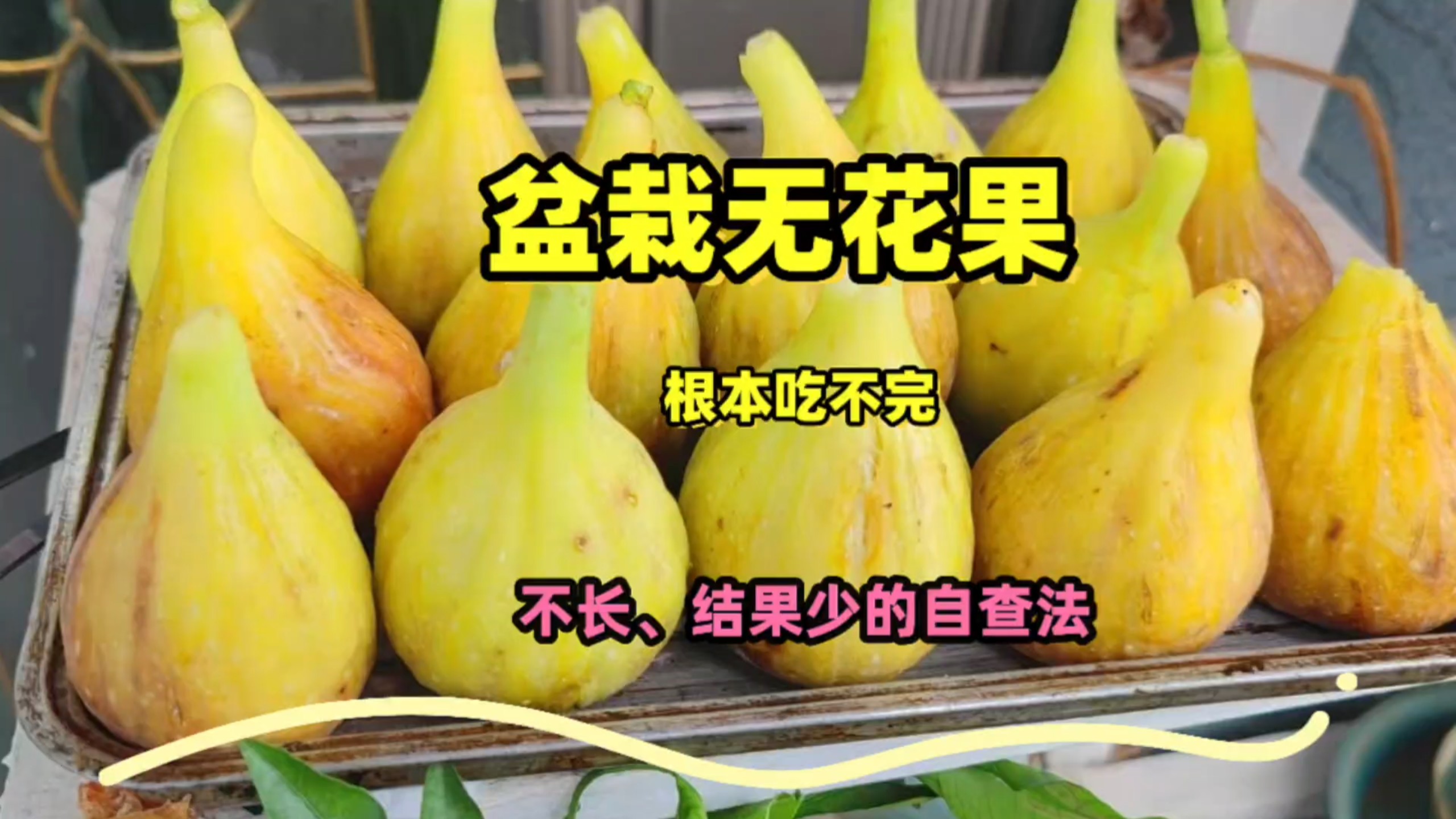 盆栽无花果遇到：僵苗？不长？果少，不要慌！这套自查法立马爆果