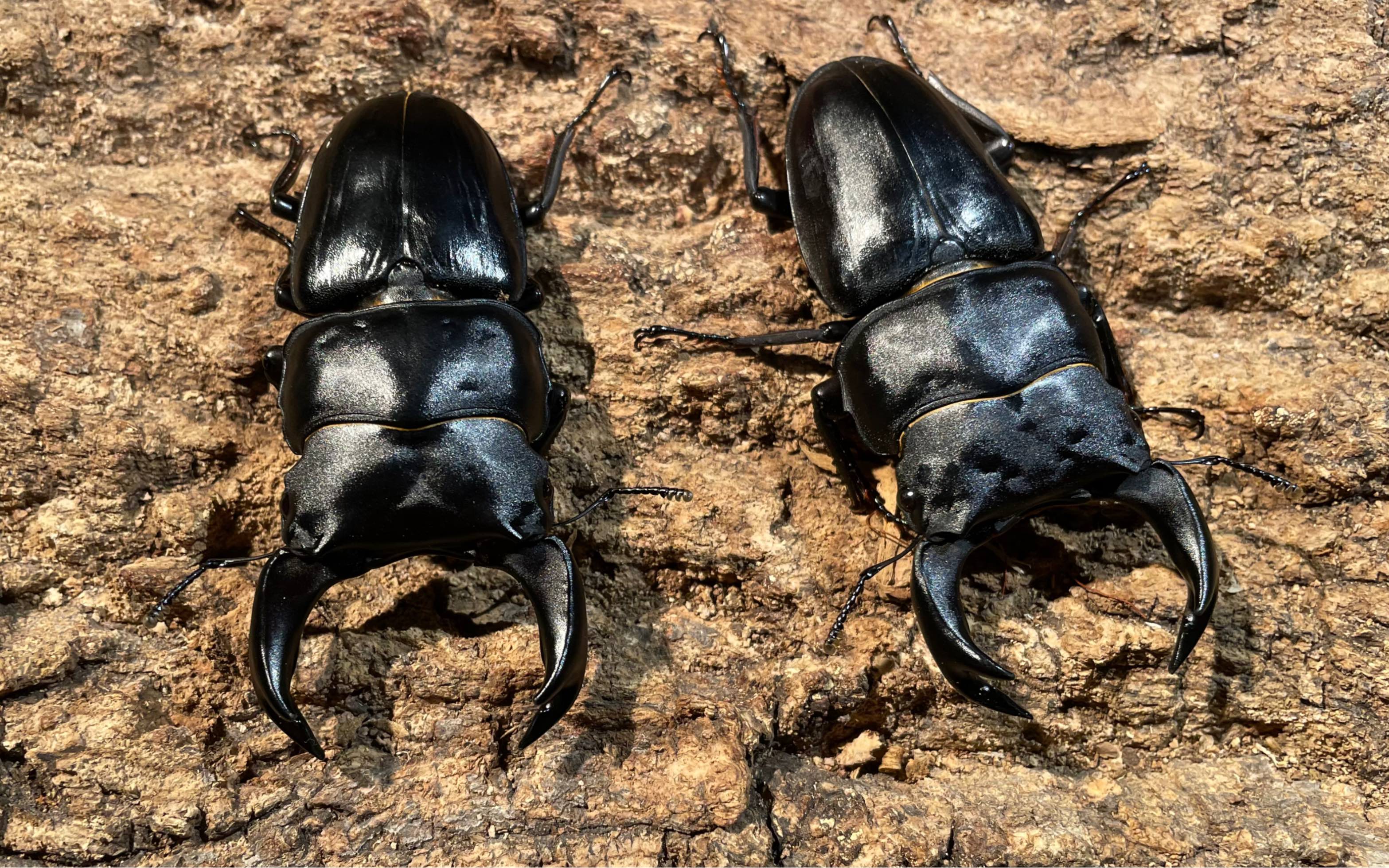 大个体中国大锹内战78vs80