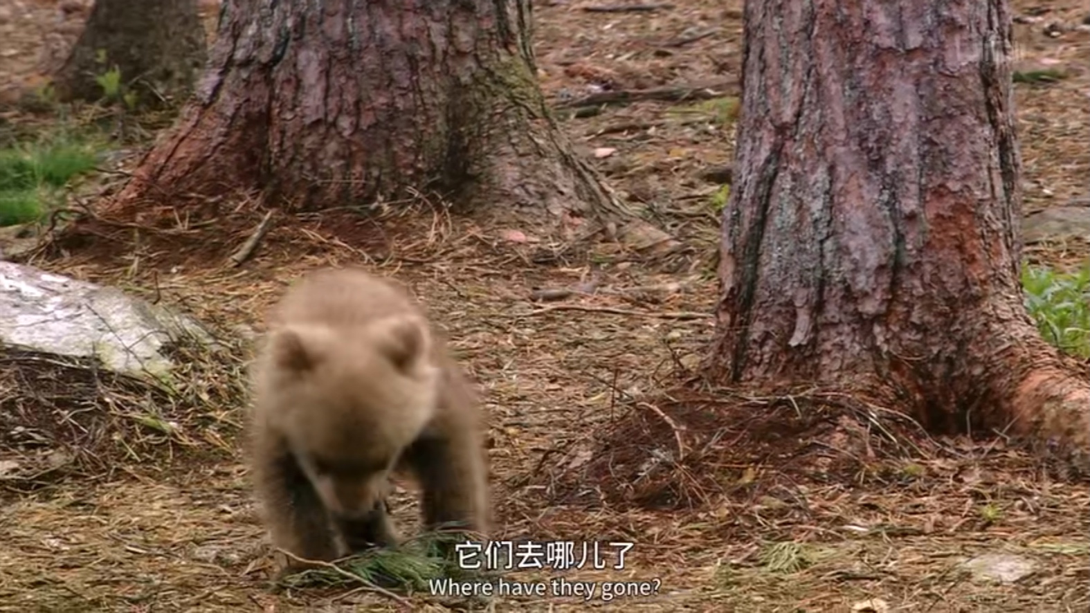 [图]小熊大冒险——走散