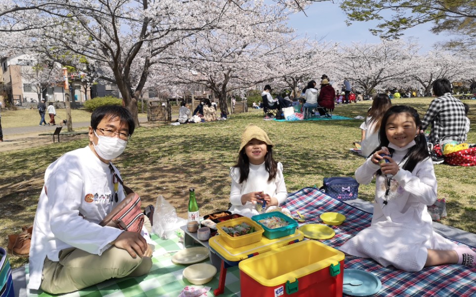 [图]日本樱花满开，带着自制便当，樱花树下野餐