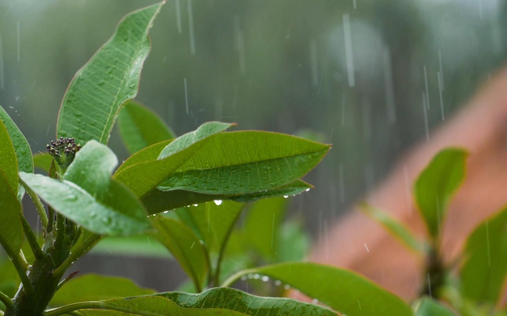 蒙蒙细雨图片大全壁纸图片