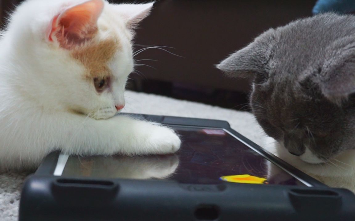 玩游戏是天生的 小猫也一样| peppy cat | 小猫日记_哔哩哔哩_bili