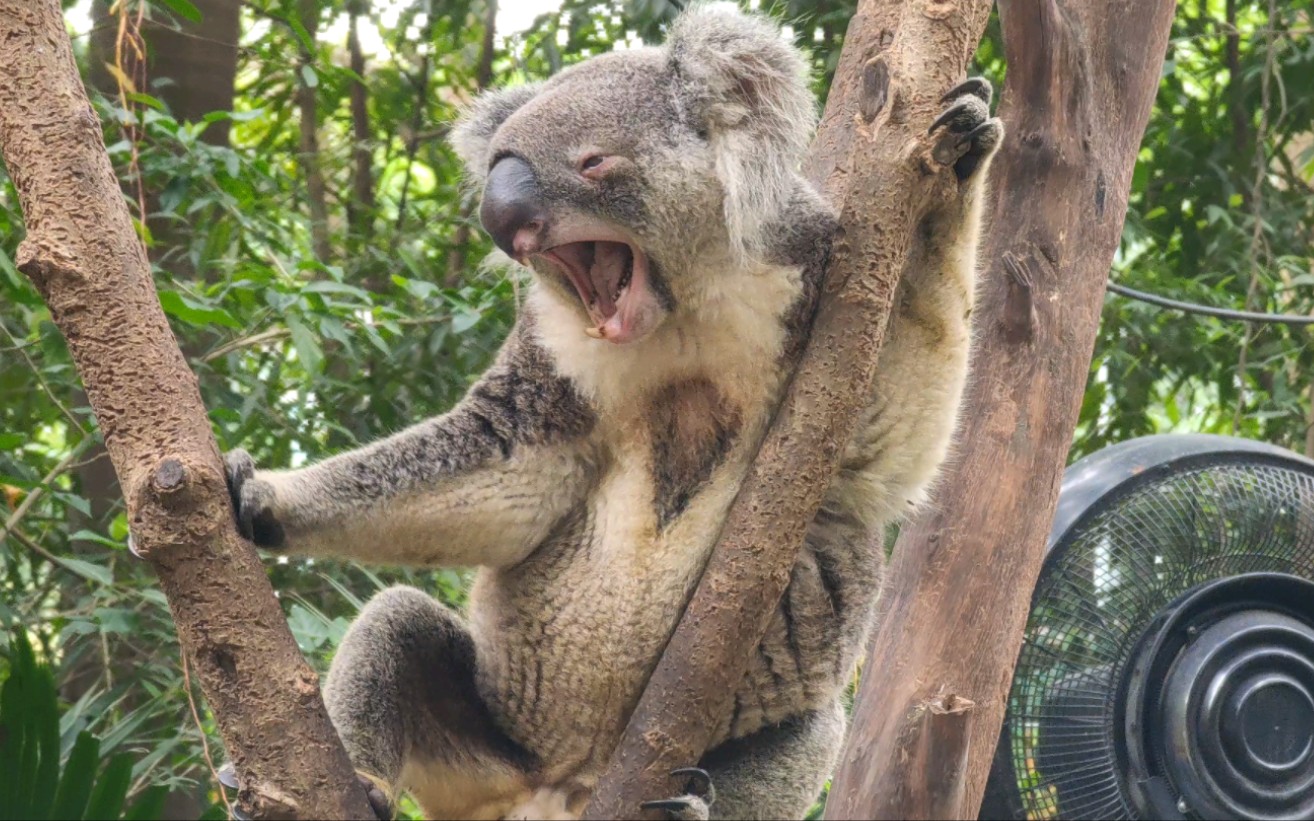 好可爱的考拉呀,打了个小哈欠!