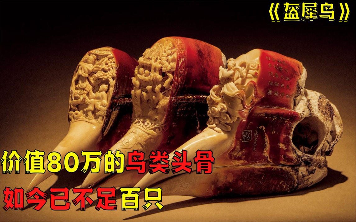 文玩界的宝物,人称"鹤顶红"的盔犀鸟,是如何走向濒危的?