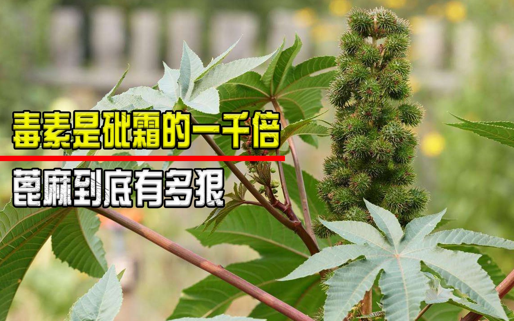 比砒霜還毒的植物,曾被做成暗器,油料作物蓖麻到底有多狠?